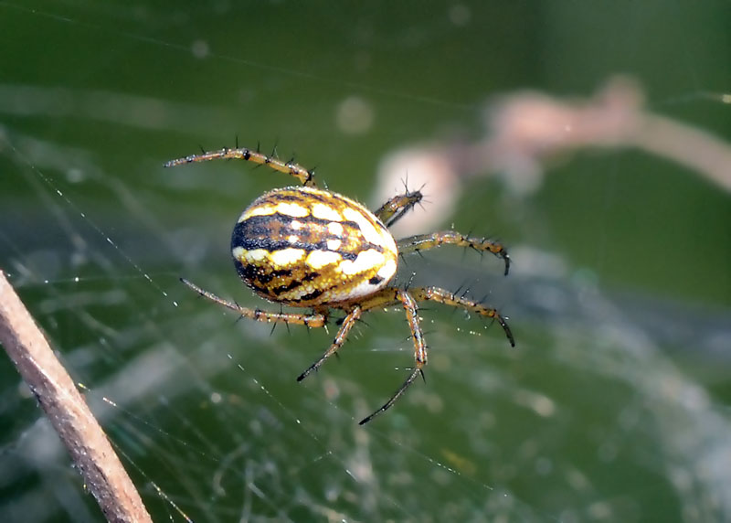 Mangora acalypha   -   L''Aquila